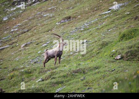 Alpensteinbock (Capra ibex) am Großglockner, Österreichs höchsten Berg. Stockfoto