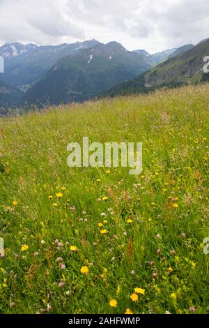 Blühende Almwiese auf dem Großglockner, dem höchsten Berg Österreichs. Stockfoto