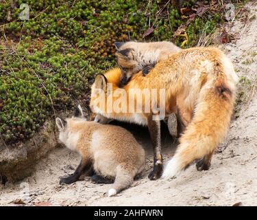 Fox Red Fox Tier Mutter und kit Füchse im Wald in seiner Umgebung und Umwelt Anzeige rostig rote Farbe Fell, Kopf, Augen, Ohren interagieren Stockfoto