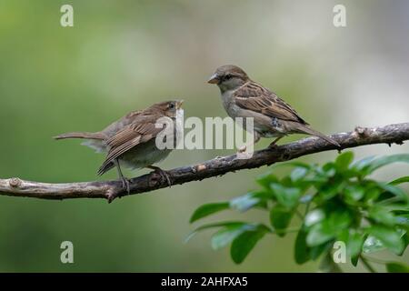 Weibliche House Sparrow, Passer domesticus mit Jungen. Stockfoto