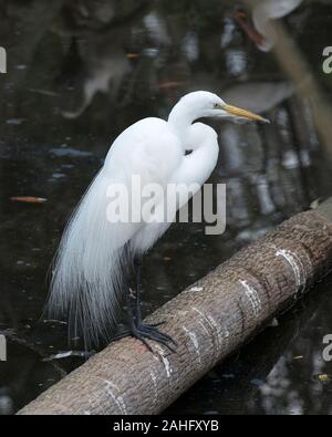 Silberreiher Vogel stehend auf einem Baumstamm mit einem schwarzen Hintergrund, während sein Körper ausgesetzt, Schnabel, Augen, Hals, schwarze Beine, weiße Federn in seiner e Gefieder Stockfoto