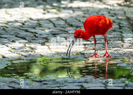 Scarlet ibis, Eudocimus ruber. Wildlife Tier im Zoo Stockfoto