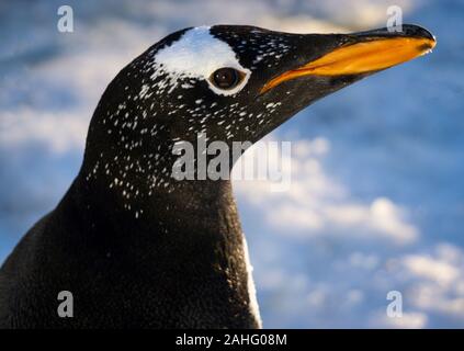 Gentoo Pinguin Zoo Calgary Alberta Stockfoto