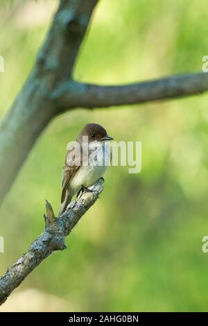 Östlichen Phoebe (Sayornis Phoebe) Stockfoto