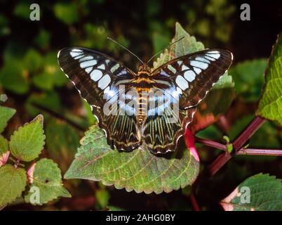 Tropischer Schmetterling, Parthenos Sylvia Stockfoto