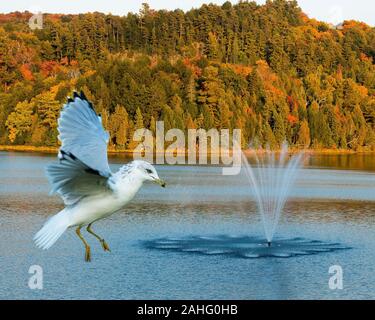 Möwe Vogel Fliegen über Wasser in die Herbstsaison mit einem Cognac Bäume Hintergrund angezeigte weiße Federn Gefieder, Kopf, Schnabel, Augen, Füße, weiß pl Stockfoto