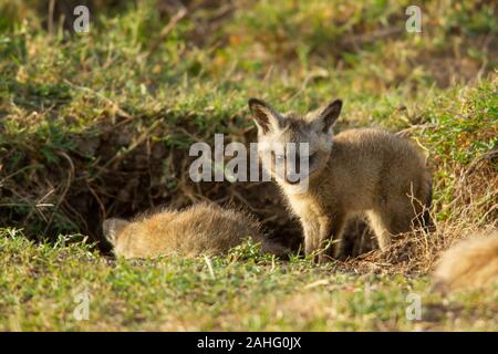 Bat-eared Fox (Otocyon Megalotis) Kits in eine Höhle. Stockfoto