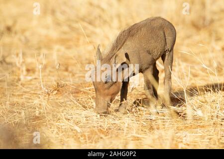 Gemeinsame Warzenschwein (Phacochoerus africanus) Ferkel Stockfoto