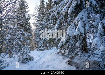 Verschneite Bäume in Oslo, Norwegen Stockfoto