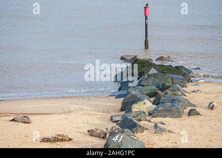 Graue Dichtungen am Strand von horesy Spalt an der Küste von Norfolk Stockfoto