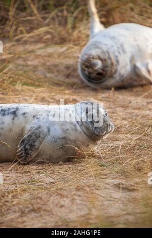 Junge Kegelrobbe in den Dünen bei horesy Spalt an der Küste von Norfolk Stockfoto