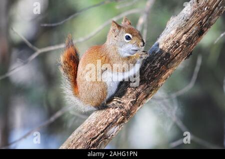 Eichhörnchen Tier close-up Profil anzeigen im Wald sitzt auf einem Ast Baum mit bokeh Hintergrund essen und Anzeigen braunes Fell, Kopf, Augen, Nase, Stockfoto