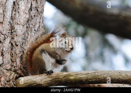 Eichhörnchen Tier close-up Profil anzeigen im Wald sitzt auf einem Ast Baum mit bokeh Hintergrund anzeigen sein braunes Fell, Kopf, Augen, Nase, Ohren, p Stockfoto