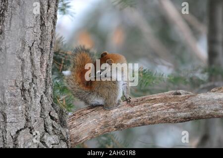 Eichhörnchen Tier close-up Profil anzeigen im Wald sitzt auf einem Ast Baum mit bokeh Hintergrund anzeigen sein braunes Fell, Kopf, Augen, Nase, Ohren, p Stockfoto