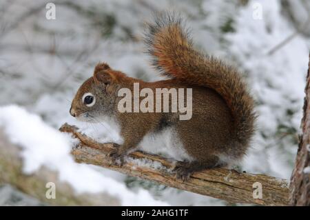 Eichhörnchen Tiere im Wald sitzt auf einem Ast mit Schnee mit bokeh Hintergrund anzeigen sein braunes Fell, Kopf, Augen, Nase, Ohren, Pfoten, buschigen Schwanz, Stockfoto