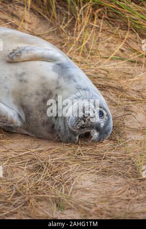 Junge Kegelrobbe in den Dünen bei horesy Spalt an der Küste von Norfolk Stockfoto