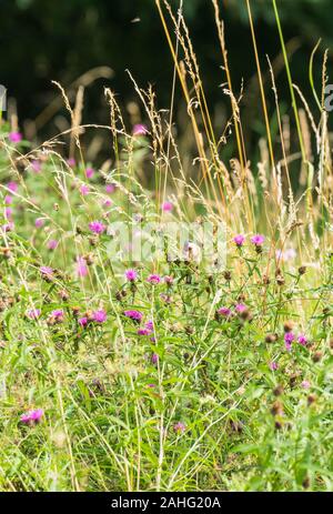 Stieglitz (Carduelis carduelis) Ernährung auf den Samen Leiter der Gemeinsamen Flockenblume. Stockfoto