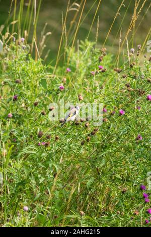 Stieglitz (Carduelis carduelis) Ernährung auf den Samen Leiter der Gemeinsamen Flockenblume. Stockfoto
