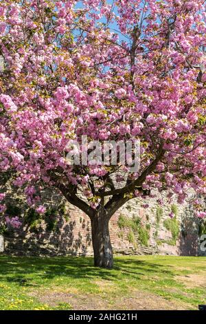 Kirschbaum (Prunus Kanzan) in Blüte, Ludlow England UK. April 2019 Stockfoto