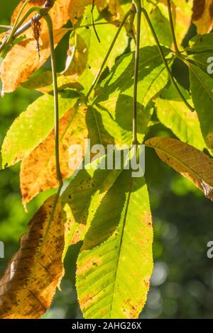 Kalifornische Rosskastanie (Aesculus californica) Herbstlaub, Dinmore Herefordshire UK September 2019 Stockfoto