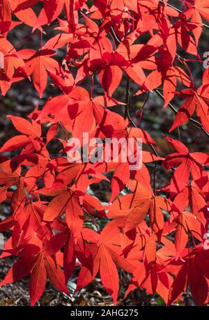 Japanischer Ahorn (Acer palmatum) helle rote Blätter herunterhängen, Dinmore Herefordshire UK. Oktober 2019 Stockfoto