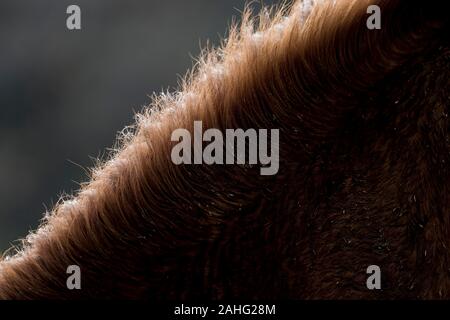 Nahaufnahme der hintergrundbeleuchteten Mähne einer Auburn-Farbe Pferd Stockfoto