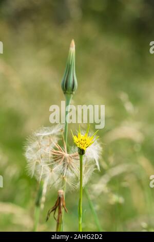 Ziegen-Bart (Tragopogon pratensis), drei Phasen des Wachstums Knospe, blühen und Samen Kopf, wächst an einem Naturschutzgebiet in Herefordshire uk Landschaft Stockfoto