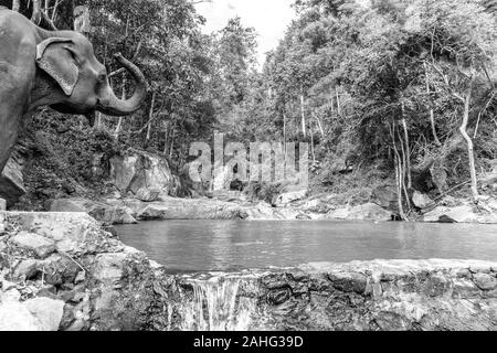 Schwarz-weißes Bild von einem Elefanten freudig heben seine Trunk, während er sich auf den Eintritt in einen Waldpool vorbereitet Stockfoto