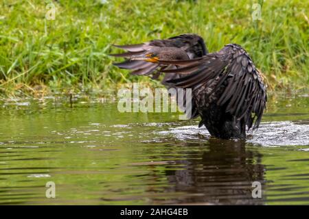 Kormoran flattern seine Flügel in einem Teich Stockfoto