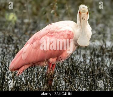 Rosalöffler steht auf dem sumpfigen Ufer eines Sees in Florida Stockfoto