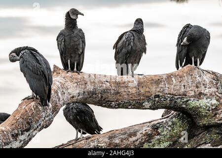 Herde der schwarzen Geier auf einem toten Baum Stockfoto