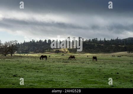 Pferde weideten an einem trübem Morgen auf grünem Gras Stockfoto