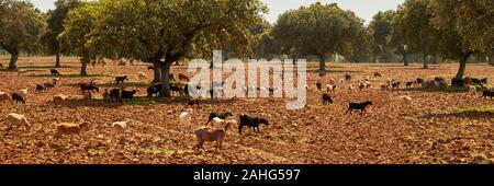 Ziegen und Korkeichen in der Extremadura, Spanien Stockfoto