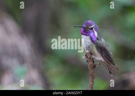 Nahaufnahme eines männlichen Costas hummingbird thront auf einem Stick Stockfoto