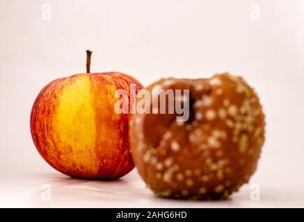 Ein fauler und einen frischen Apfel eins hinter dem anderen auf weißem Hintergrund Schwerpunkt auf frischen Apfel isoliert Stockfoto