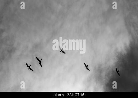 Silhouetten der Großen Kormorane fliegen in den Himmel, ein schwarz-weiß Bild mit dramatischen Kontrast der geschwollenen Wolken. Dunkle moody Eindruck. Foto aus Tälern in der Nähe des Flusses Maritsa, Bulgarien Stockfoto