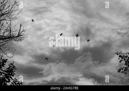 Silhouetten der Großen Kormorane fliegen in den Himmel, ein schwarz-weiß Bild mit dramatischen Kontrast der geschwollenen Wolken. Dunkle moody Eindruck. Foto aus Tälern in der Nähe des Flusses Maritsa, Bulgarien Stockfoto