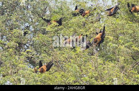 Indische Flying Fox oder riesige Obst bat hängen am Baum an einem grünen Garten während der kalten Winter Morgen vor Sonnenaufgang in Beawar. (Foto von Sumit Saraswat/Pacific Press) Stockfoto