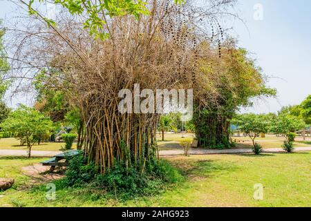 Islamabad japanische Kinder Park malerischen Atemberaubenden Blick auf die Bäume auf einem sonnigen blauen Himmel Tag Stockfoto