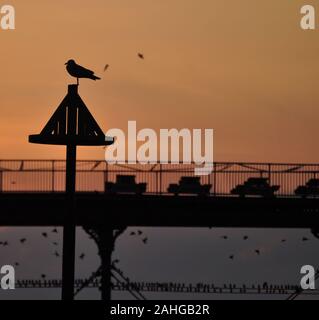 Möwe im Silhouette gegen einen roten Himmel Hintergrund sitzen auf der Jetty Marker Stockfoto