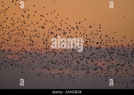 Starling Mumuration Anzeige an Aberystwyth, Ceredigion Mid Wales, Großbritannien Stockfoto