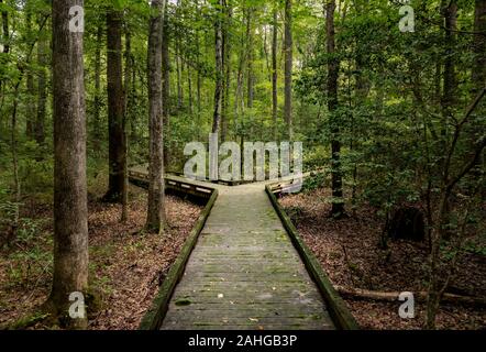 Konzept des Beschlusses oder der Entscheidung über einen Holzsteg im dichten Wald im Great Dismal Swamp Stockfoto