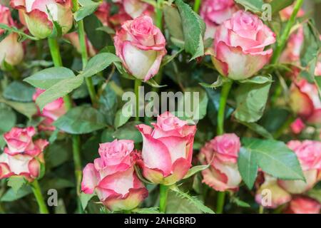 Zarte frische Rosen. blass rosa Strauchrosen. Sanfte Hintergrund der Rosen. Stockfoto