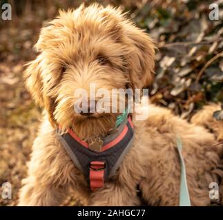Adorable goldendoodle Welpen an Kamera schaut. Stockfoto