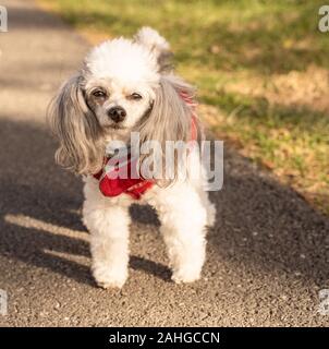Süße kleine weisse Pudel hält an der Kamera zu schauen, während Sie zu Fuß im Dog Park. Stockfoto