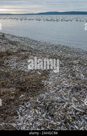 Zehntausende von kleinen Sardellen gewaschen oben am Ufer des Semiahmoo Bay am weißen Strand, Bc. Möwen in der Ferne bereit, ein Mahl zu genießen. Stockfoto