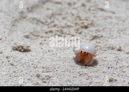 Strand wanderlust Der einsiedlerkrebs in der gestohlenen weißes Oberteil Stockfoto