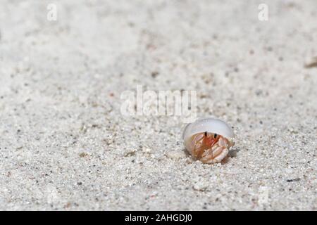 Strand wanderlust Der einsiedlerkrebs in der gestohlenen weißes Oberteil Stockfoto