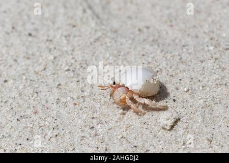 Strand wanderlust Der einsiedlerkrebs in der gestohlenen weißes Oberteil Stockfoto