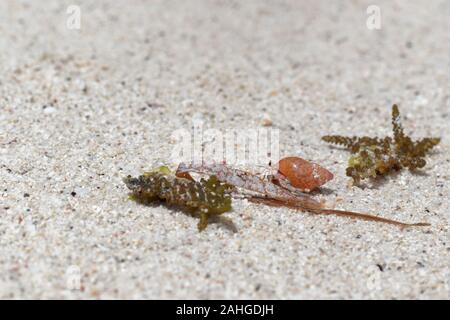 Strand wanderlust Der einsiedlerkrebs in der gestohlenen Red Shell Stockfoto